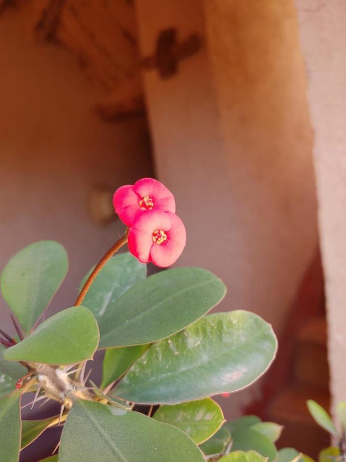 Les Jardins Du M'Goun Bed and Breakfast Kelaat-M'Gouna Exteriör bild