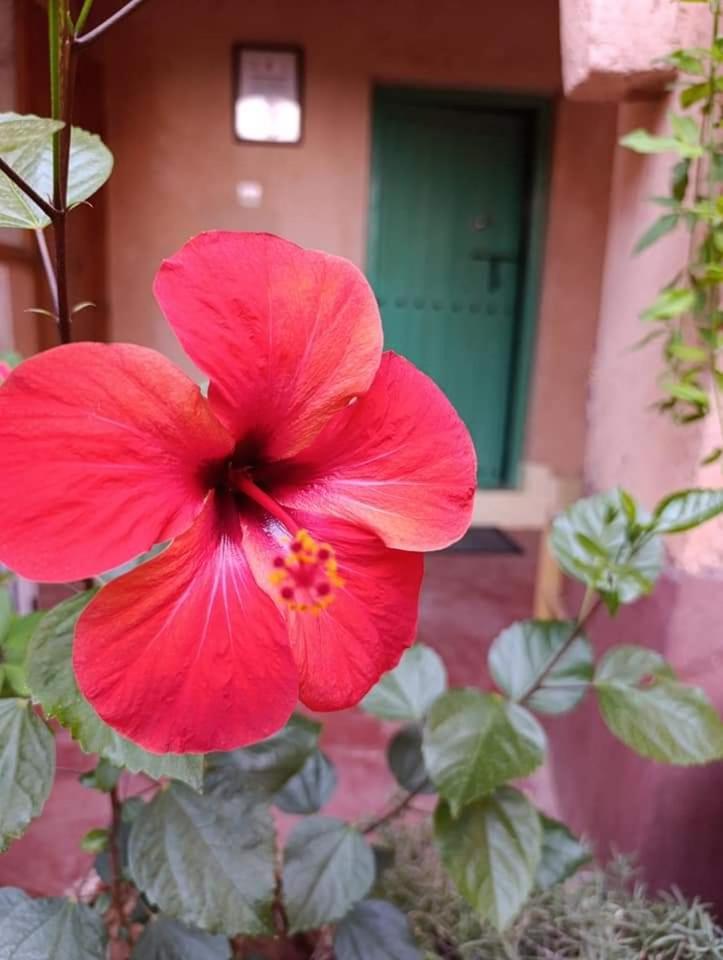 Les Jardins Du M'Goun Bed and Breakfast Kelaat-M'Gouna Exteriör bild